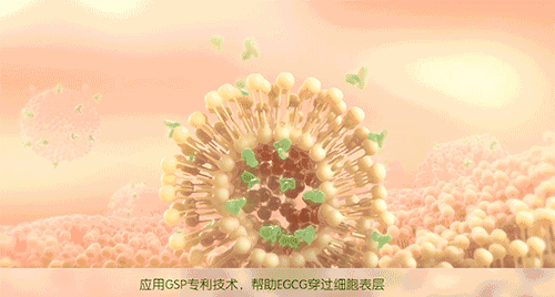 临床实验证明:饮食控制的基础上,持续每天食用300毫克的 gsp绿茶多酚