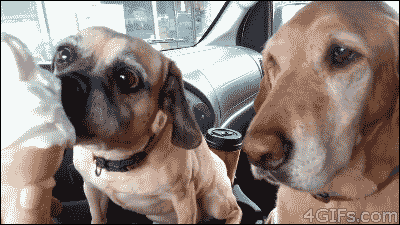 狗狗:好的! 大狗:我吃的是一口啊!