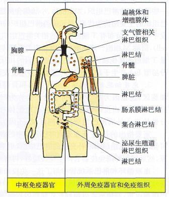 人体最大的免疫器官是什么?95%的人都答错!