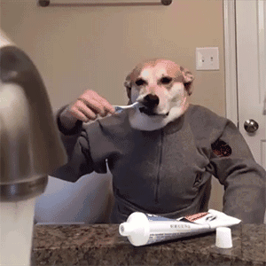 给狗刷个牙像要命一样,给狗刷牙该注意什么?