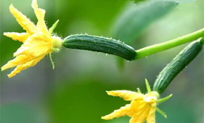 小黄瓜"掐腰"现象的具体表现是:开花时茎蔓粗壮,但是后来结瓜以后却