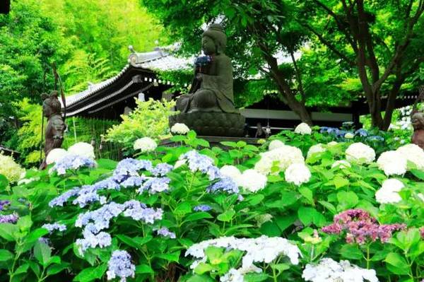 六月梅雨季，紫阳花开时，来镰仓赴一场紫阳花约吧