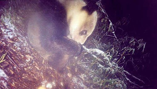 汶川大地震9周年:10个极重灾区重生的熊猫记忆