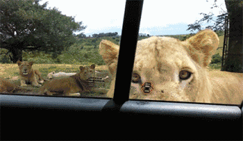 济宁要建鲁南最大的野生动物园,就在邹东山区,动物有百余种,万余只