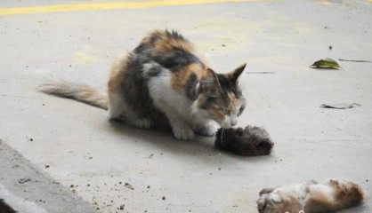 有人狠心摔死流浪小猫仔,猫妈妈回来后悲痛欲绝