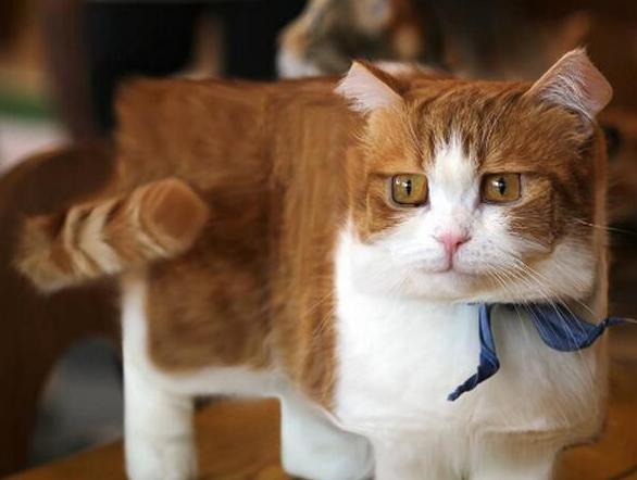 什么动物最怕水猜一个成语_一幅简笔画猜一个成语(3)