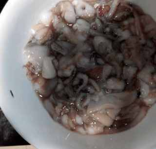 步骤:第一步,小八爪鱼洗净切成小段,放入一勺食盐和一勺生粉,按摩
