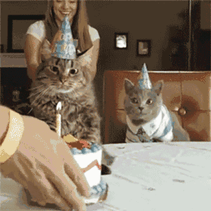 都说女人像猫,看看哪一个最像你女朋友?