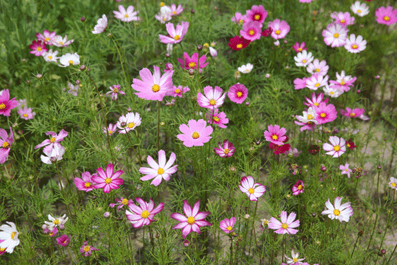 江北这片美丽花海你还没去过?快来一睹芳容吧!