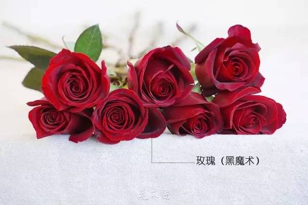 17种玫瑰花品种,你都认识吗?