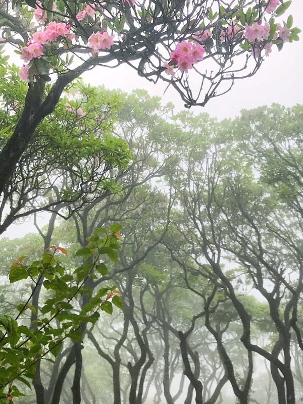 大师们用手机拍出的天台山云锦杜鹃,竟然如此惊艳!