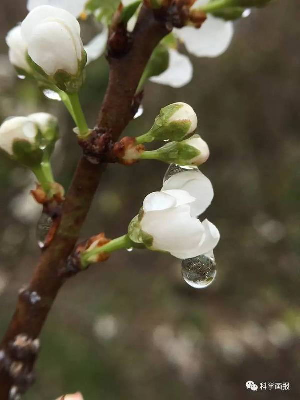 随手拍 三月里的小雨