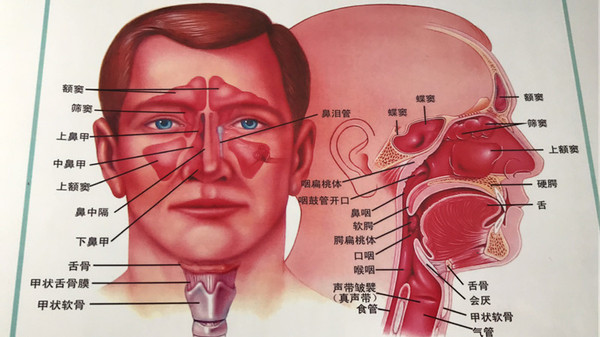 先简单介绍一下鼻窦,鼻窦包括4对骨质腔,分别是上颌窦,蝶窦,筛窦和