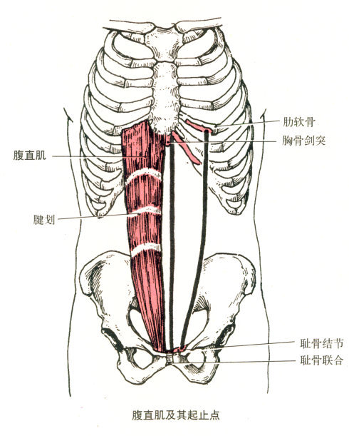 人体肌肉解剖全集