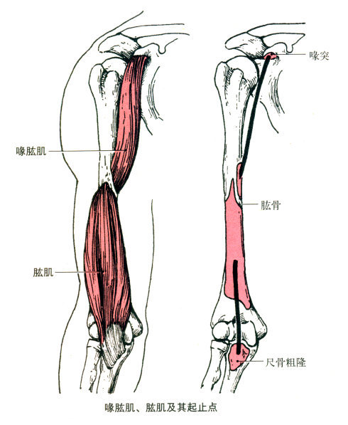 尺侧腕屈肌 起点:肱骨内上髁,前臂筋膜和尺骨鹰嘴.