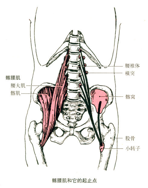 止点:股骨大转子. 功能:近固定时,使髋关节外展和外旋.