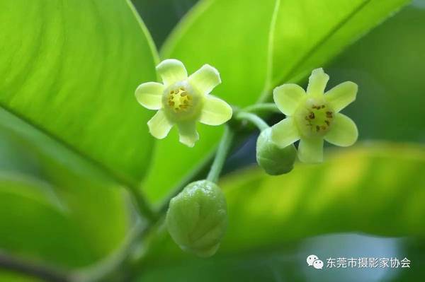 湖畔赏花区和 莞香林赏花区,还设有"我和妈妈合张影"免费拍照和打印