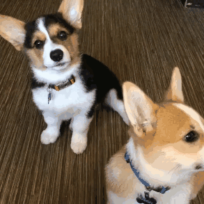 我不是二货汪星人,人家只是想跟你打个招呼而已嘛