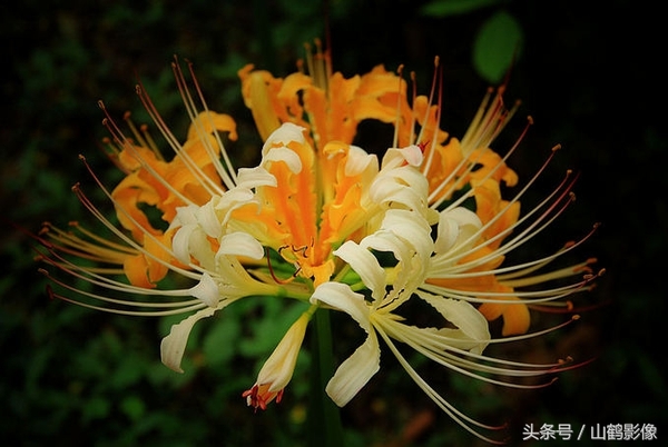 摄影欣赏:彼岸花