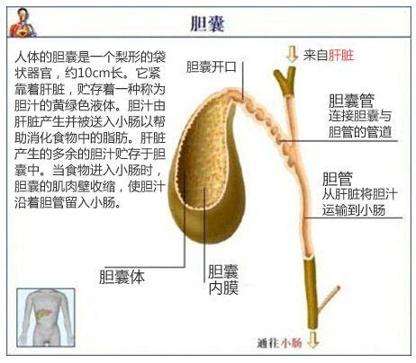 南京龙蟠结石医院院长蒋清华表示,胆囊是人体重要的消化,免疫器官