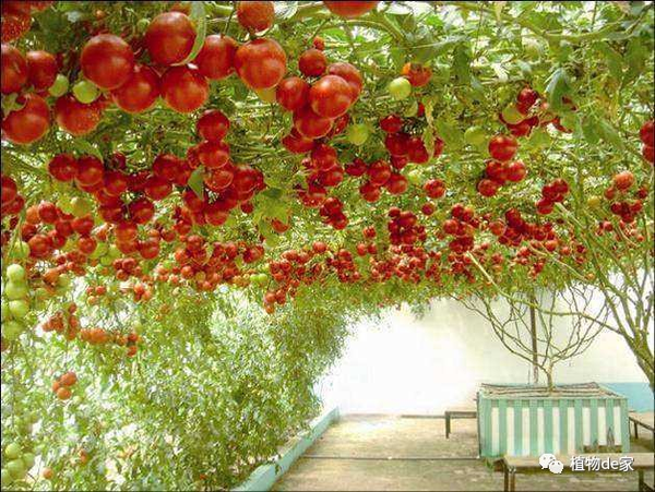 这些神奇番茄树用的都是常规的优质蔬菜种,通过后期整枝修剪,营养调控
