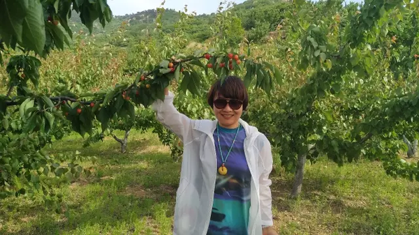 "樱桃小镇 山水临涧"大麦滩村樱桃采摘园开门红