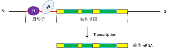 经典启动子区转录模式 下面就对文章做出深度分析 作者利用分总的实验