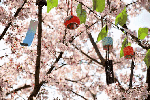 这家把吴亦凡,应采儿圈粉的日料店!开业1000份套餐免费送!