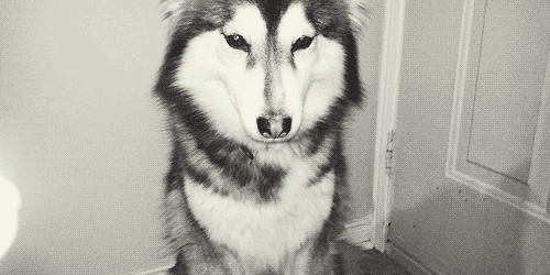 当二哈成为警犬,世界都安静了