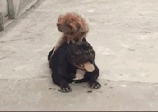 泰迪日万物的背后,竟有那么一个令人心酸的原因.