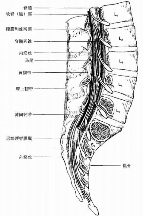 腰硬联合麻醉 硬膜外阻滞的一种,经骶管裂孔将局麻药注入骶管腔内