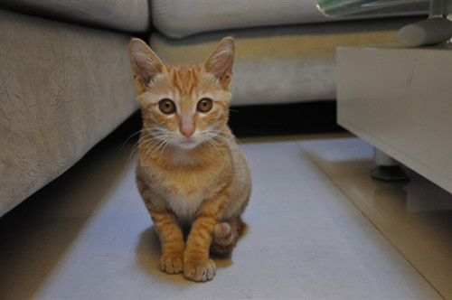 怎么看小猫几个月大了 a021u941638538214405.jpg