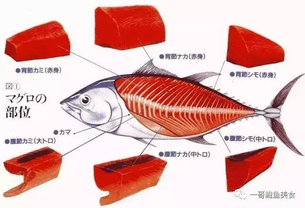 一条鱼卖437万!蓝鳍金枪鱼,为什么那么贵?