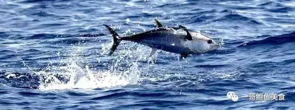 一条鱼卖437万!蓝鳍金枪鱼,为什么那么贵?