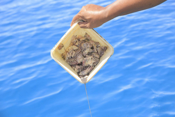 这是导游为我们准备的鱼饵:鱿鱼