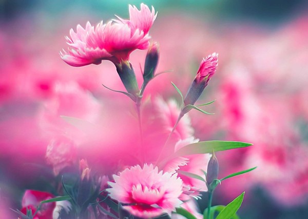 康乃馨简谱_康乃馨简谱 李会泉词 李东石曲 李东石原创曲谱专栏 中国曲谱网(2)