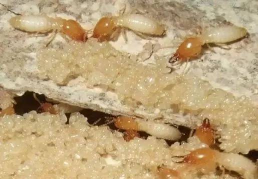 3 "木白蚁" 常在古庙或博物馆 堆砂白蚁的种类有不少 厦门虽然也有