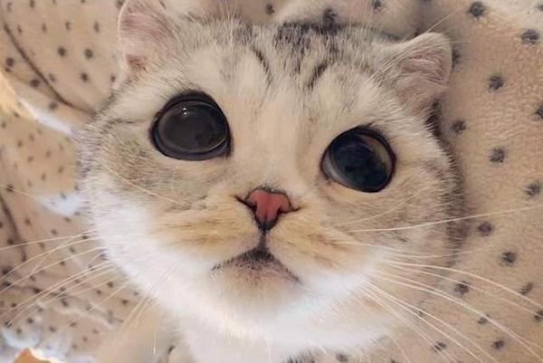 喵届网红:美猫hana圆滚滚大眼睛真让人受不鸟惹