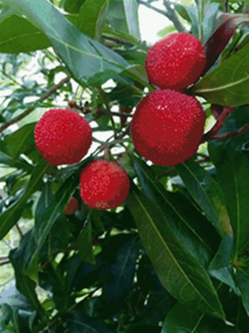 壁纸 矢量 水果 小果 植物 500_669 竖版 竖屏 手机 gif 动态图 动图