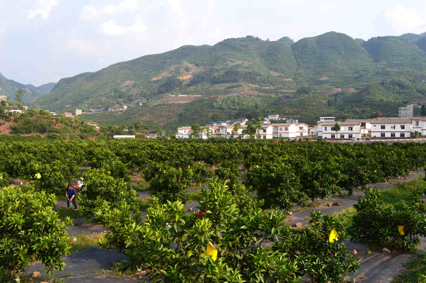 古蔺县马蹄镇岩脚新村甜橙基地,这里的甜橙已经成为当地的重要特色