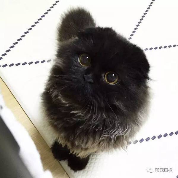 我真的是一枚黑煤球,不是猫咪公仔!