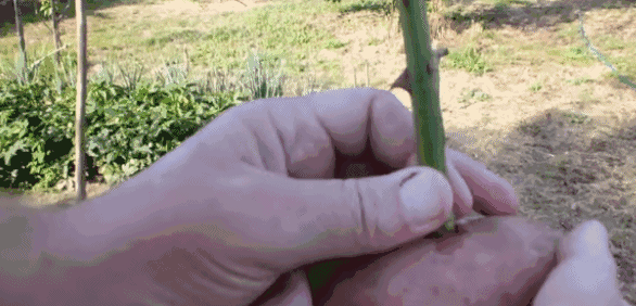 一美女把玫瑰插在土豆上,没想到最后竟然长成了这样