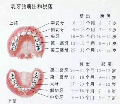 平均来讲,孩子6个月前后开始长牙,6岁进入换牙期,12岁才会换完所有的