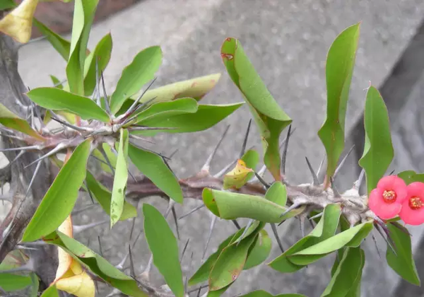 植物与人口_人口与国情手抄报