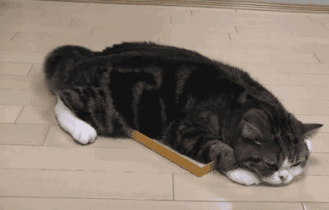 往上直立,并左右摇晃:准备攻击 5. 拱起来呈现倒u:准备攻击 6.