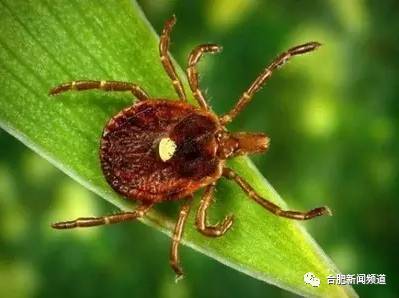 疯狂猜成语虫鸡鹰_看图猜成语(3)