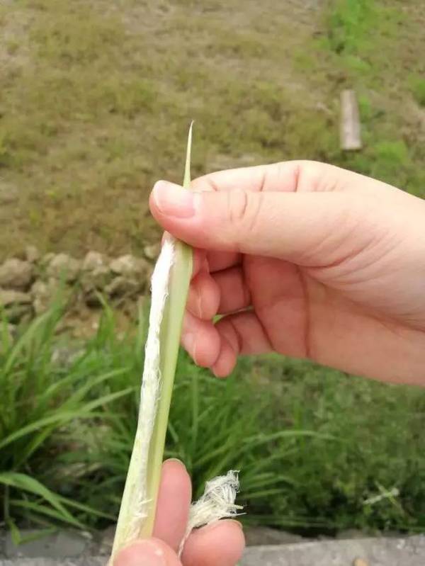 白茅针(还没打开的花序,山野中遇到蓬蘽的果实,马桑的果实,都是小