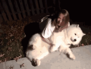 壁纸 动物 狗 狗狗 296_224 gif 动态图 动图