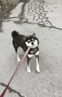 壁纸 动物 狗 狗狗 200_310 gif 动态图 动图
