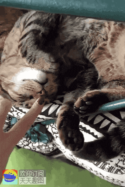 爆笑gif图:岁月是一把杀猪刀,捅了一刀又一刀